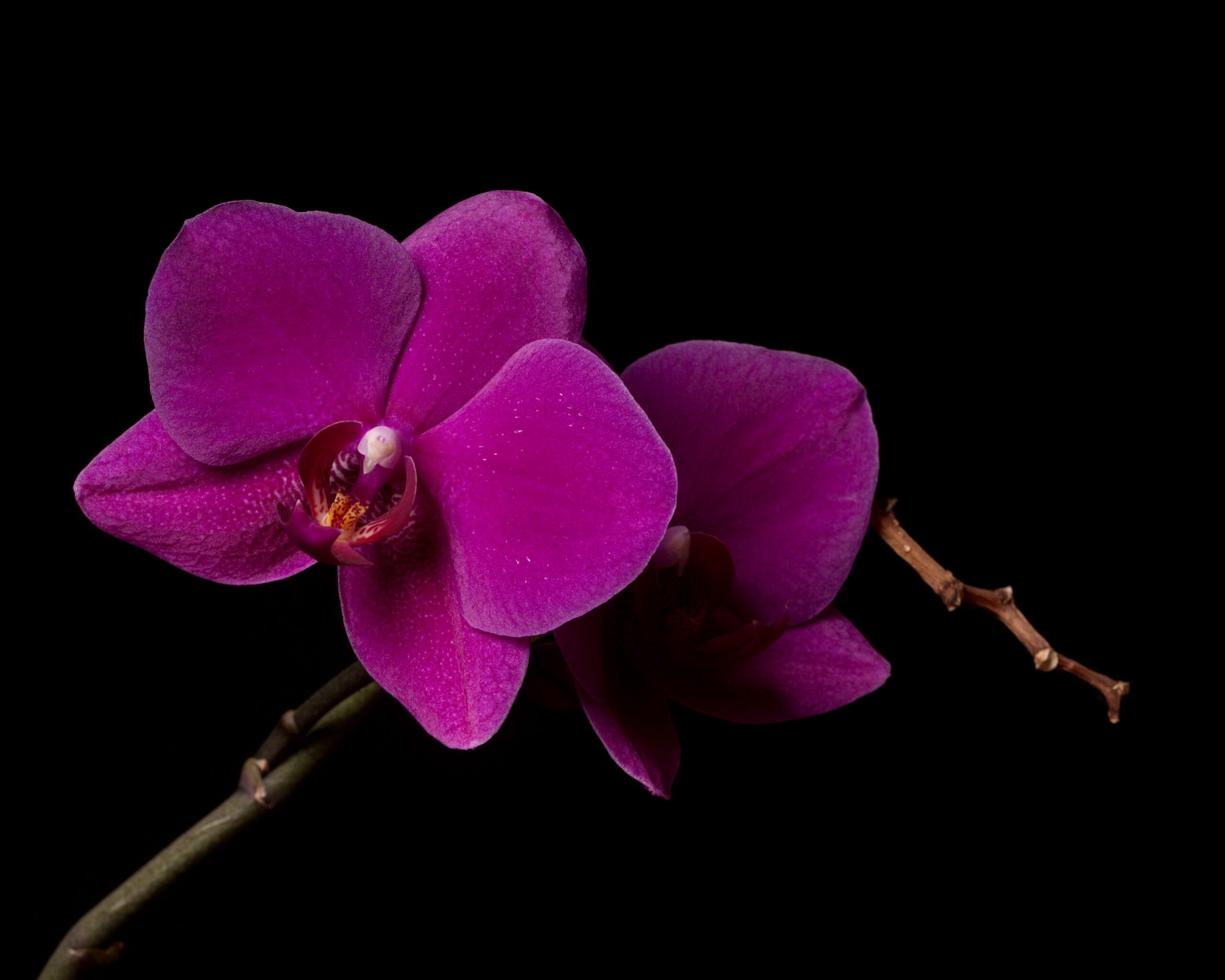 Lila Orchidee mit schwarzem Hintergrund